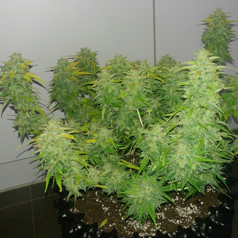 Auto Orange feminised Ganja Seeds - 2 насінини