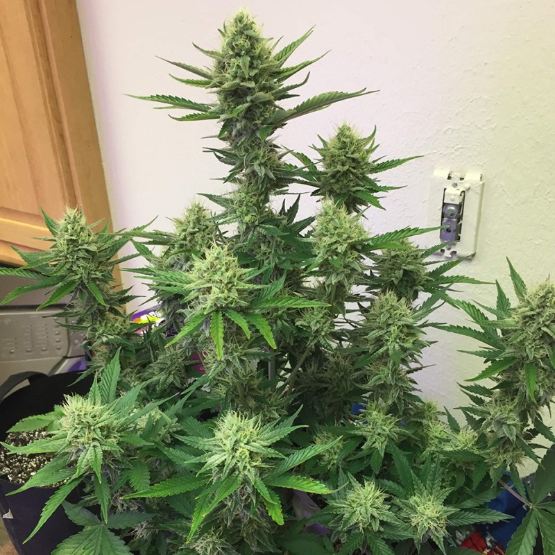 Auto Orange feminised Ganja Seeds - 2 насінини