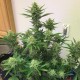 Auto Orange feminised Ganja Seeds - 2 насінини