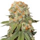 Auto Orange feminised Ganja Seeds - 2 насінини
