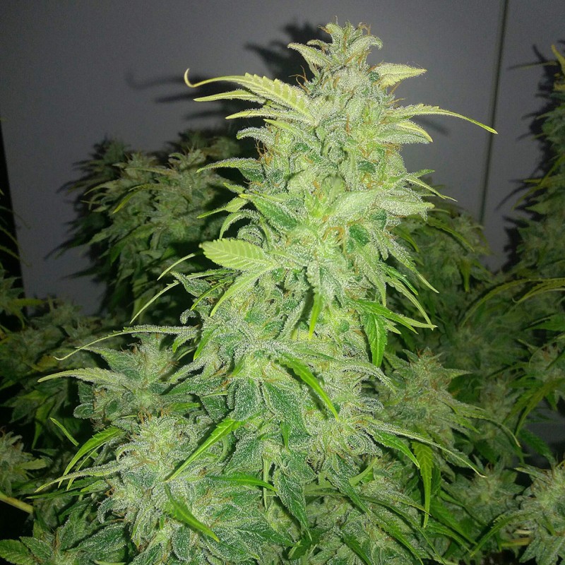 Auto Orange feminised Ganja Seeds - 2 насінини