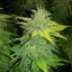 Auto Orange feminised Ganja Seeds - 2 насінини