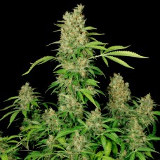 Chronic feminised Ganja Seeds