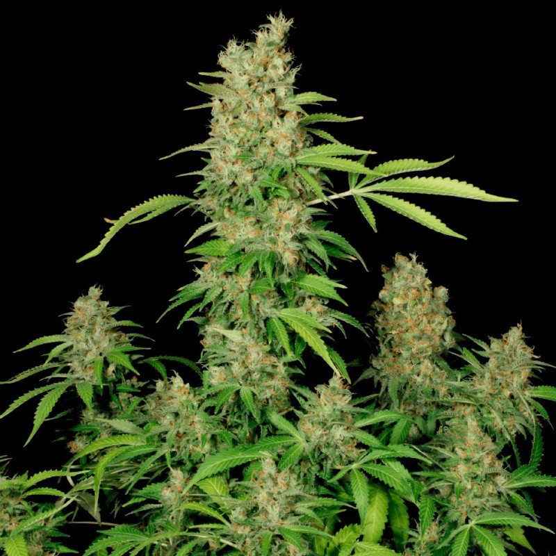 Chronic feminised Ganja Seeds - 77 насінин