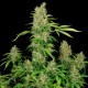 Chronic feminised Ganja Seeds - 77 насінин