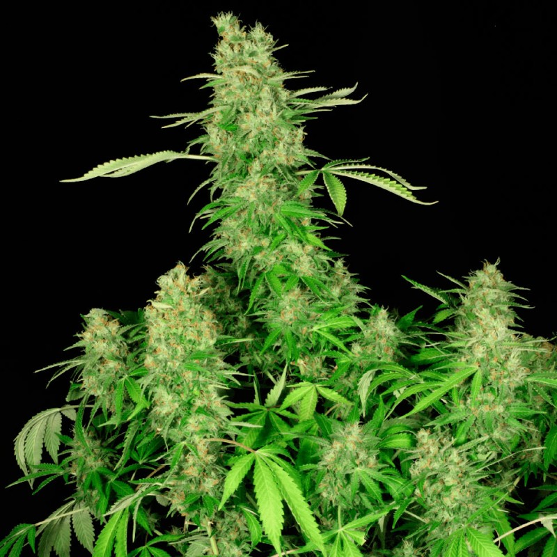 Chronic feminised Ganja Seeds - 77 насінин