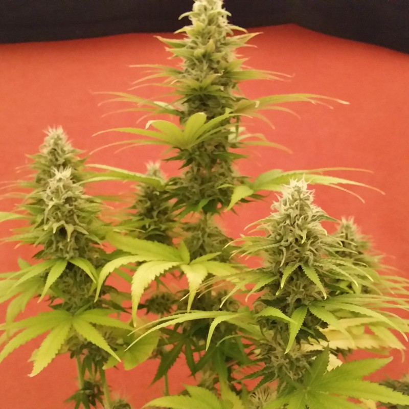 Auto AK x Somango feminised Ganja Seeds - 2 насінини