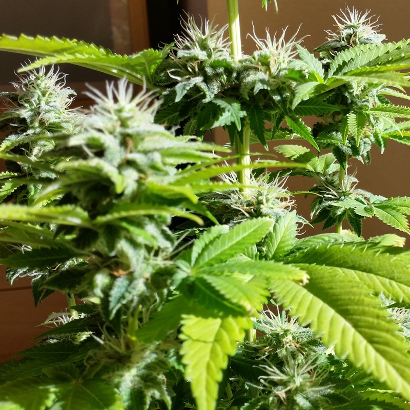 Auto AK x Somango feminised Ganja Seeds - 2 насінини