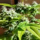Auto AK x Somango feminised Ganja Seeds - 2 насінини