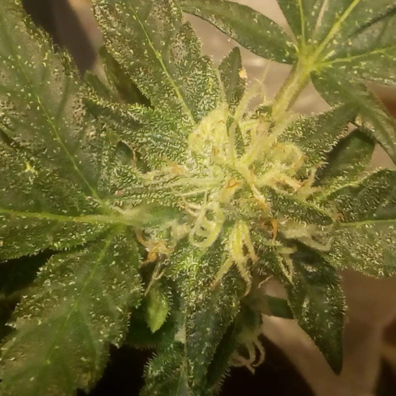 Auto AK x Somango feminised Ganja Seeds - 2 насінини