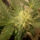 Auto AK x Somango feminised Ganja Seeds - 2 насінини