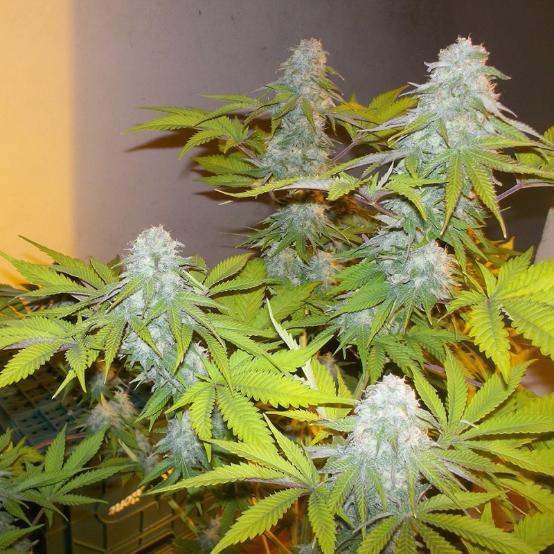 Auto AK x Somango feminised Ganja Seeds - 2 насінини