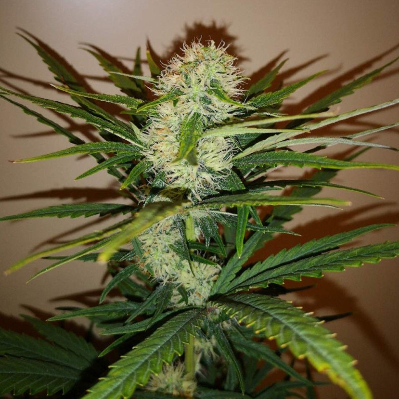 Auto Chronic Ryder feminised Ganja Seeds