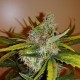Auto Chronic Ryder feminised Ganja Seeds