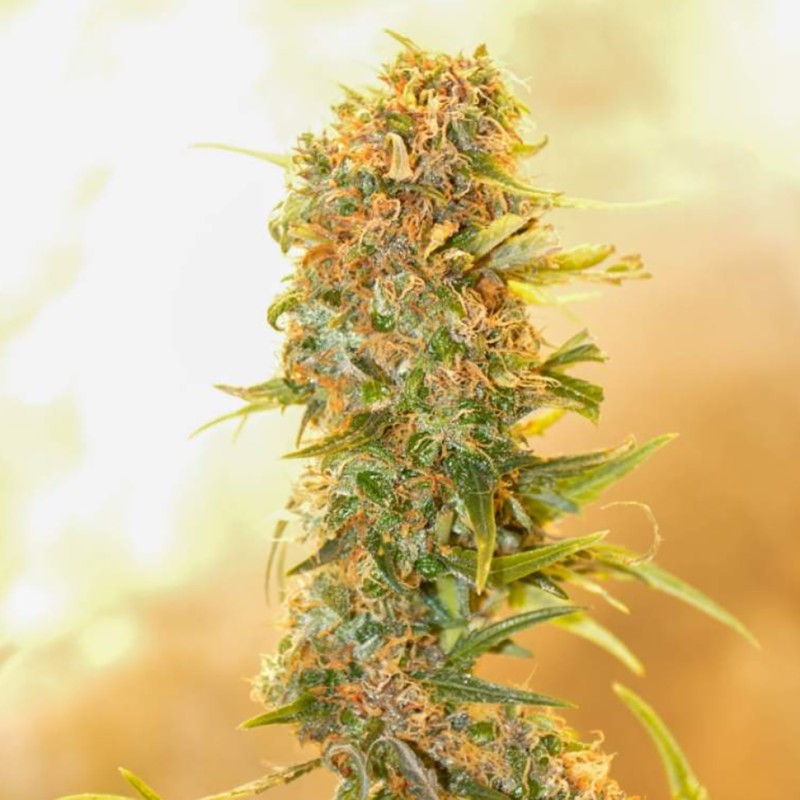 Auto Chronic Ryder feminised Ganja Seeds