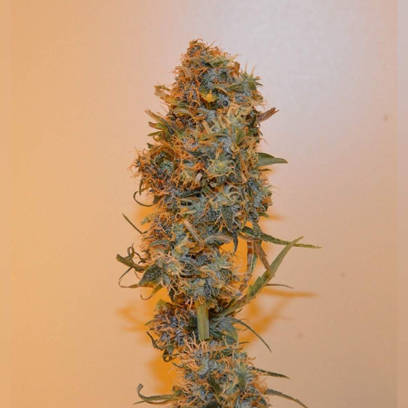 Auto Chronic Ryder feminised Ganja Seeds