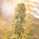 Auto Chronic Ryder feminised Ganja Seeds