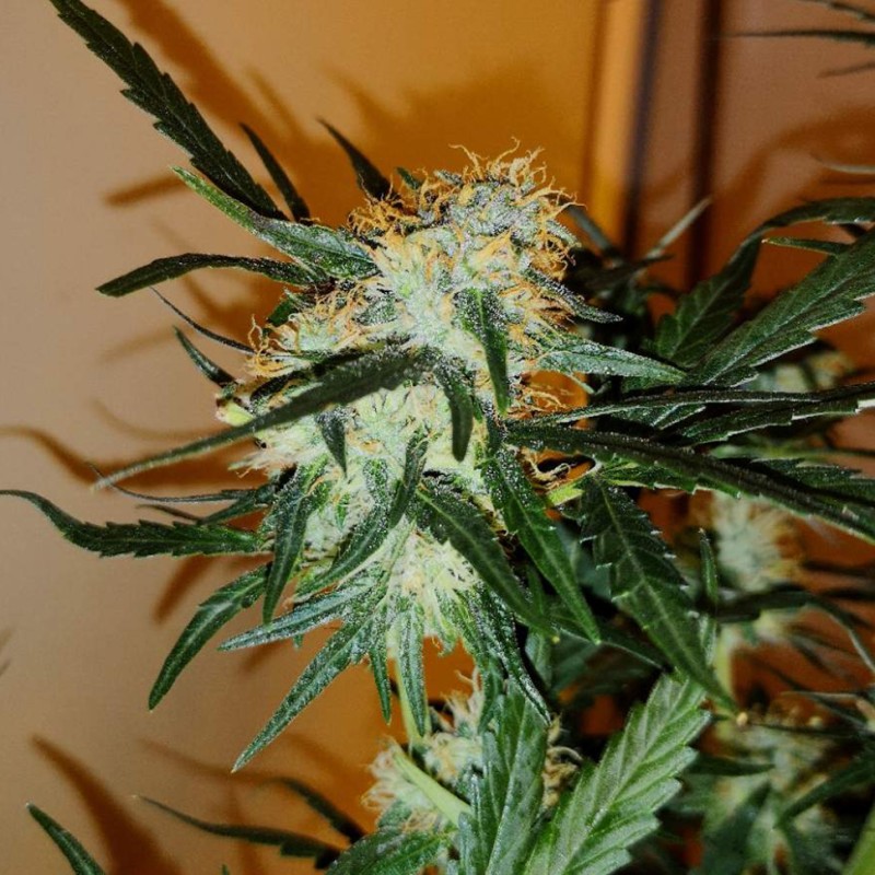 Auto Chronic Ryder feminised Ganja Seeds