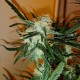 Auto Chronic Ryder feminised Ganja Seeds