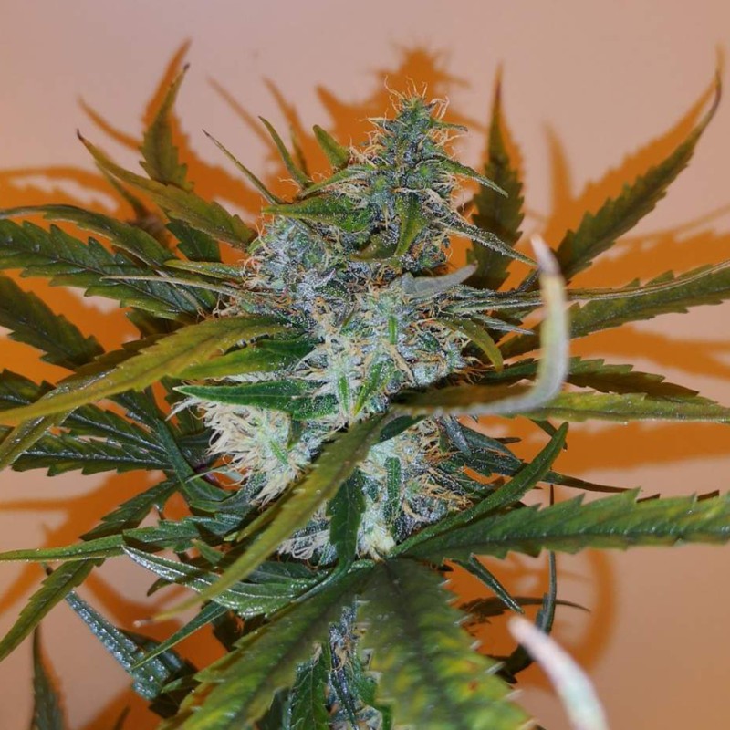 Auto Chronic Ryder feminised Ganja Seeds