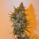 Auto Chronic Ryder feminised Ganja Seeds