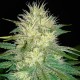 White Russian feminised GanjaLiveSeeds