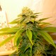 White Russian feminised GanjaLiveSeeds