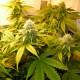 White Russian feminised GanjaLiveSeeds