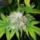 White Russian feminised GanjaLiveSeeds