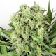 Cheese feminised Victory Seeds