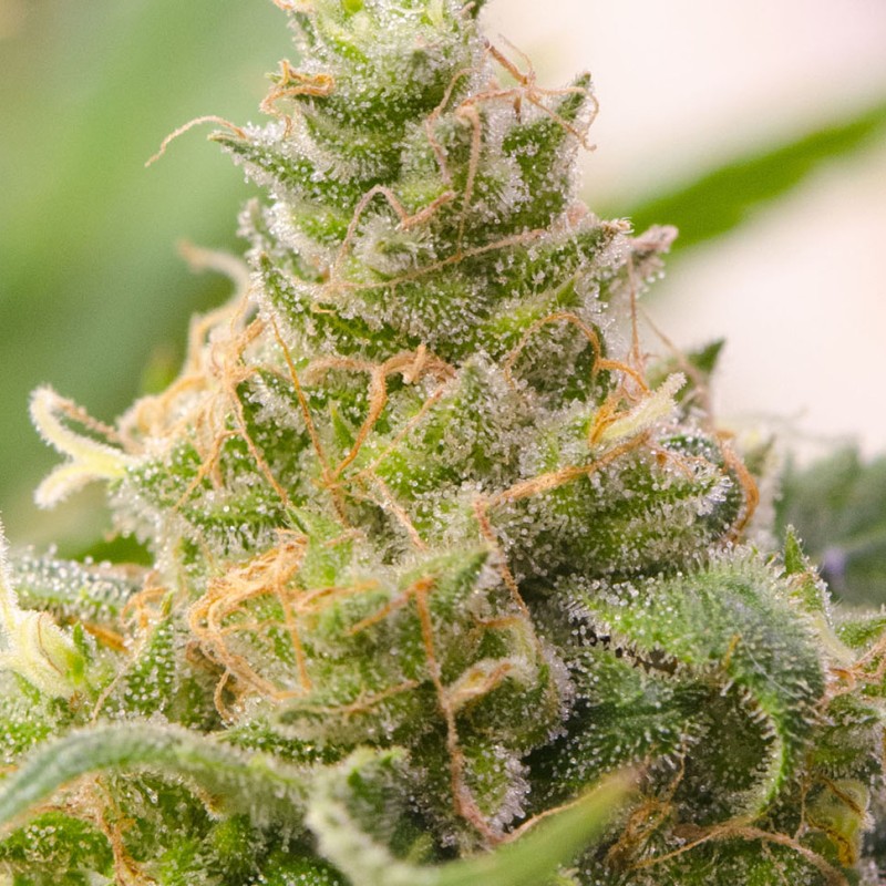 Grapefruit feminised Ganja Seeds