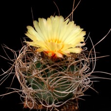 Astrophytum senile
