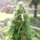 Eleven Roses feminised Ganja Seeds Fast Version