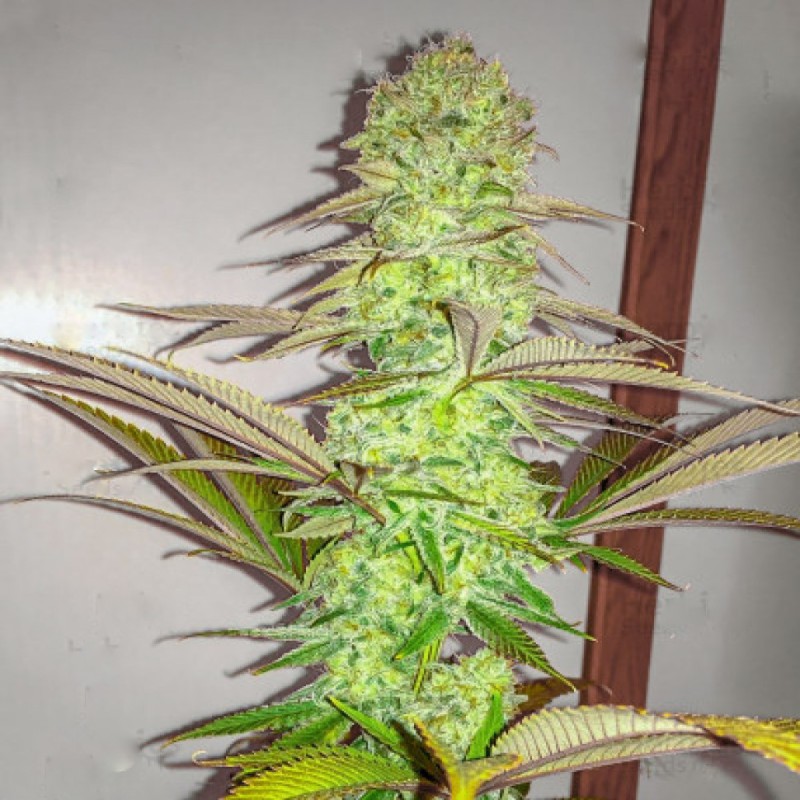 Eleven Roses feminised Ganja Seeds Fast Version