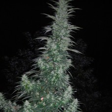 Auto Panama Lime feminised Ganja Seeds