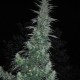 Auto Panama Lime feminised Ganja Seeds - 2 насінини