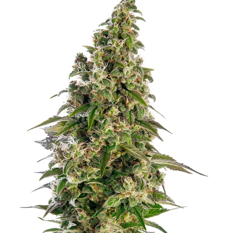 Auto Panama Lime feminised Ganja Seeds - 2 насінини