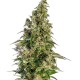 Auto Panama Lime feminised Ganja Seeds - 2 насінини