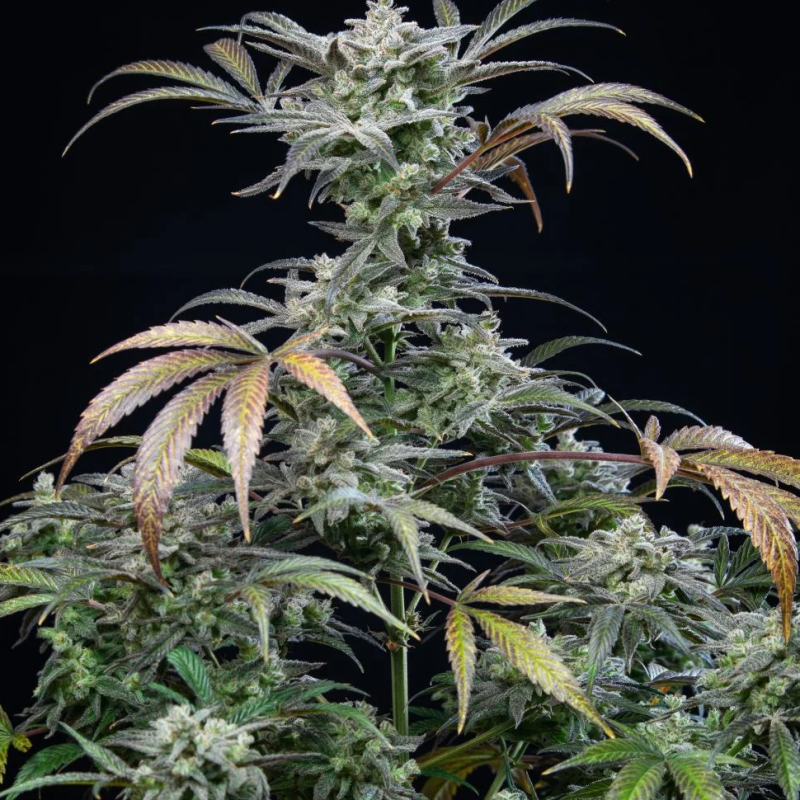 Auto Panama Lime feminised Ganja Seeds - 2 насінини