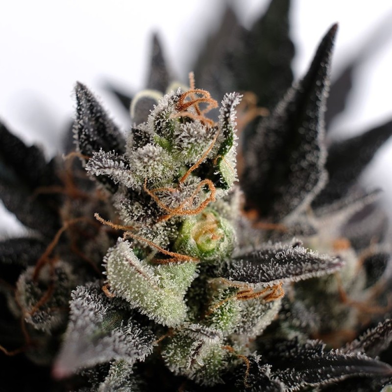 Auto Panama Lime feminised Ganja Seeds - 2 насінини