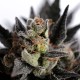 Auto Panama Lime feminised Ganja Seeds - 2 насінини