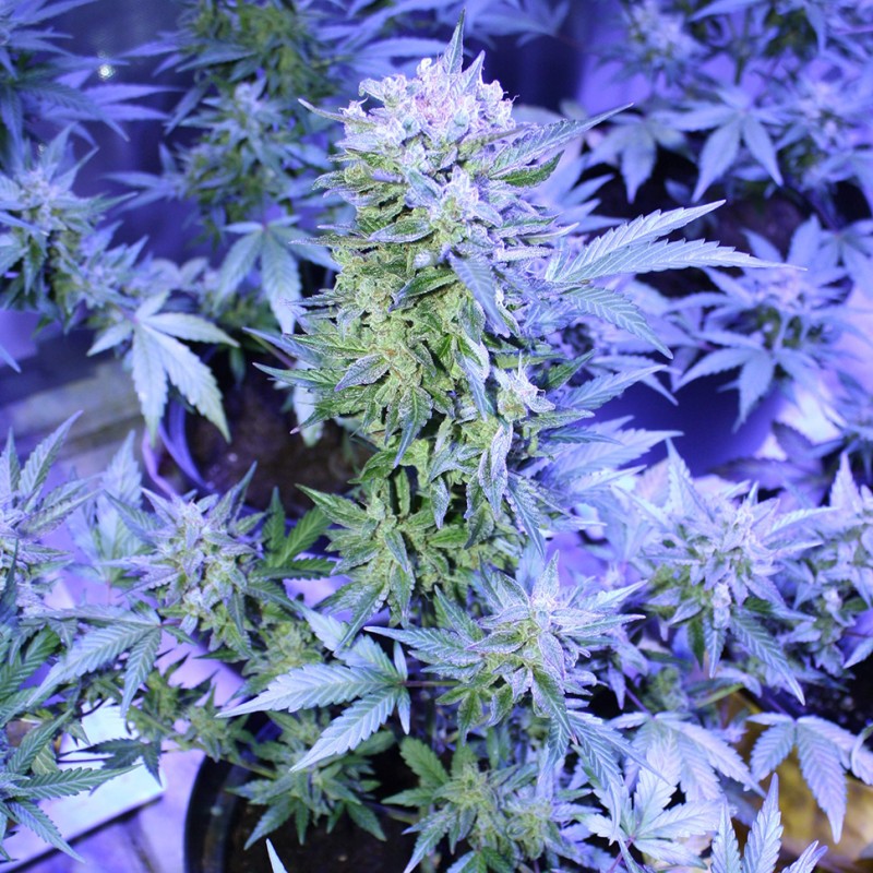 Auto AK 47 feminised Ganja Seeds