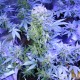 Auto AK 47 feminised Ganja Seeds
