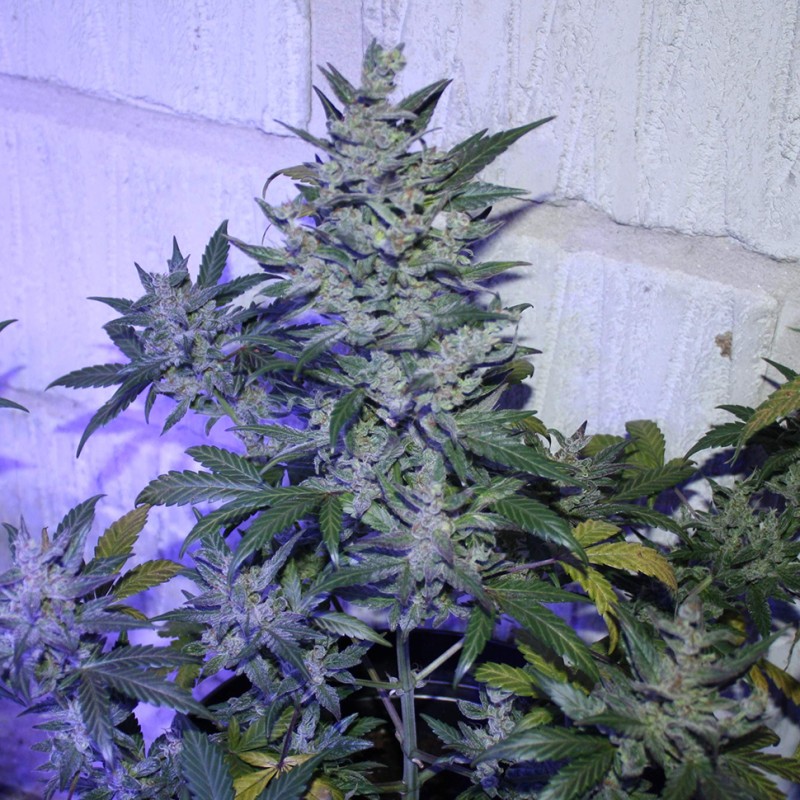 Auto AK 47 feminised Ganja Seeds