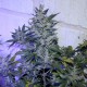Auto AK 47 feminised Ganja Seeds
