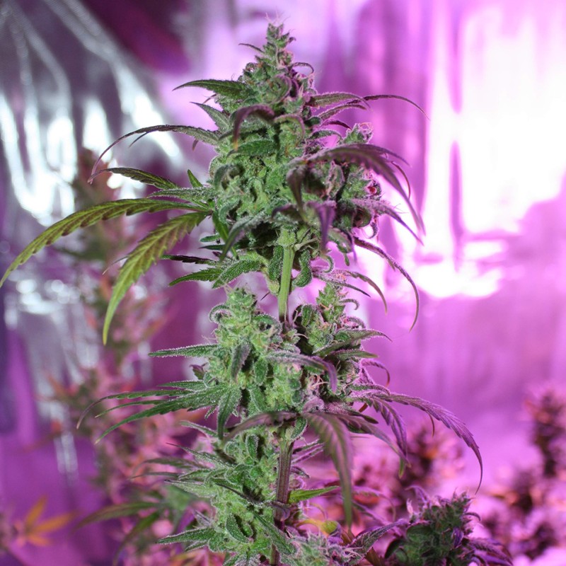 Auto AK 47 feminised Ganja Seeds