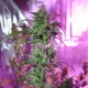 Auto AK 47 feminised Ganja Seeds