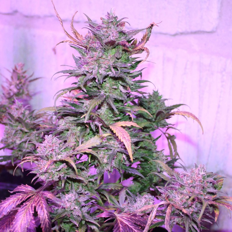 Auto AK 47 feminised Ganja Seeds