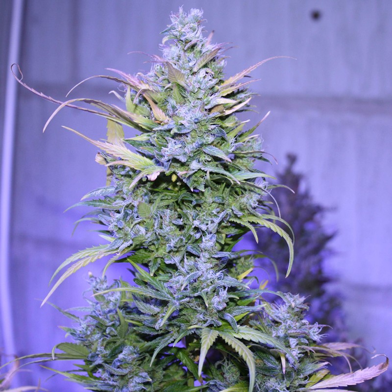 Auto AK 47 feminised Ganja Seeds