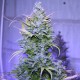 Auto AK 47 feminised Ganja Seeds